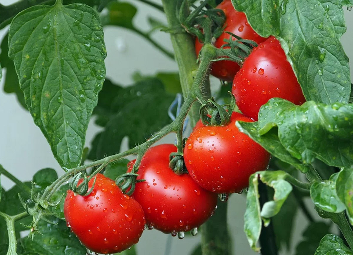 odla tomater