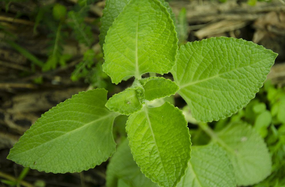 oregano planta