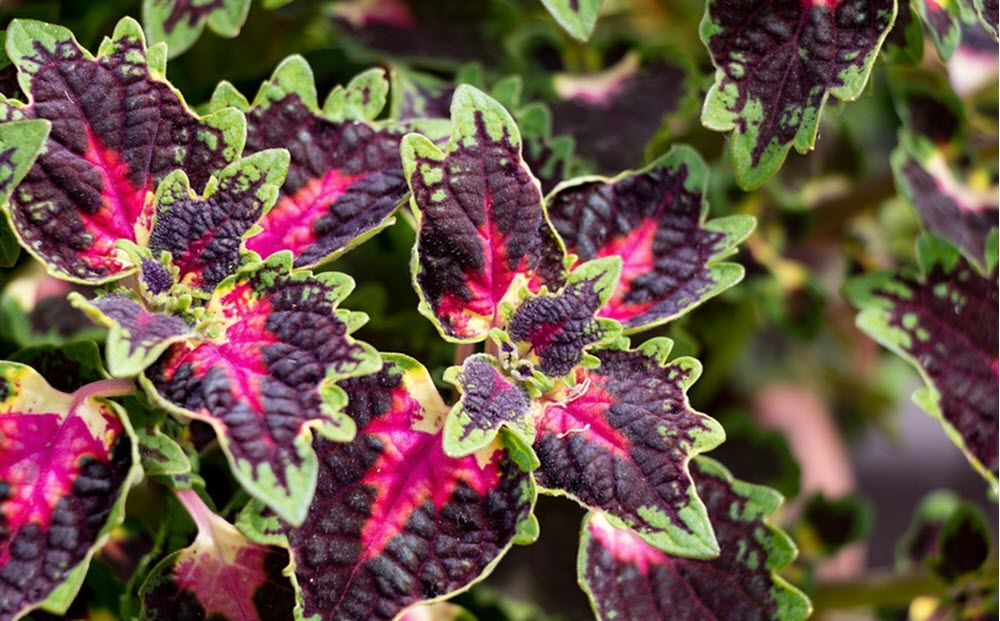 palettblad coleus