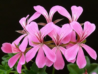 Pelargoner