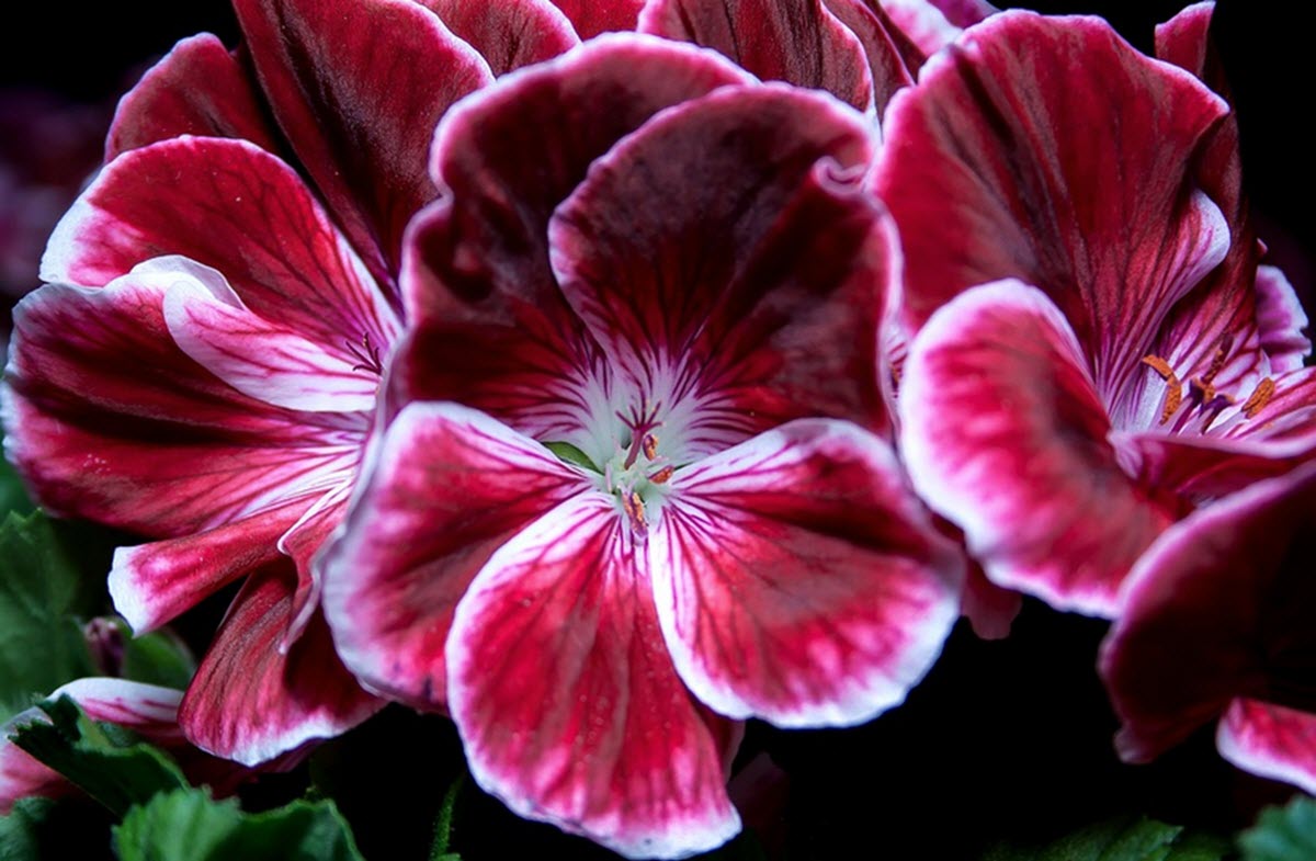 pelargoner