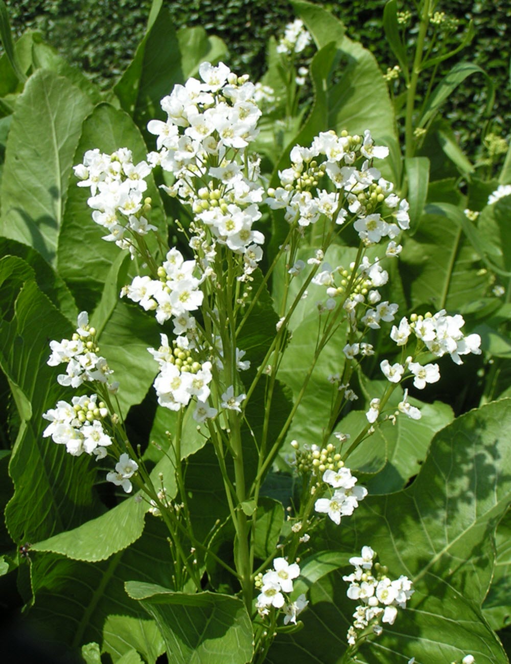 pepparrot planta