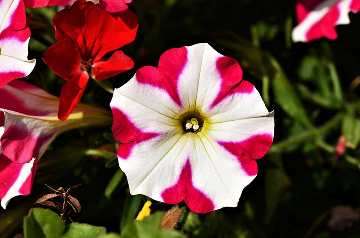 röd och vit petunia blomma