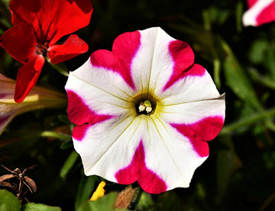 petunia annuell trädgårdsväxter