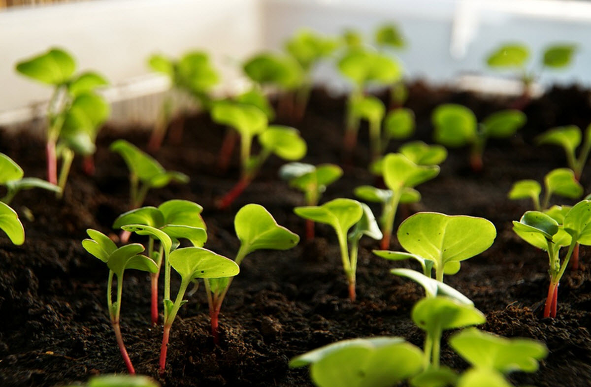 rädisor fröplantor