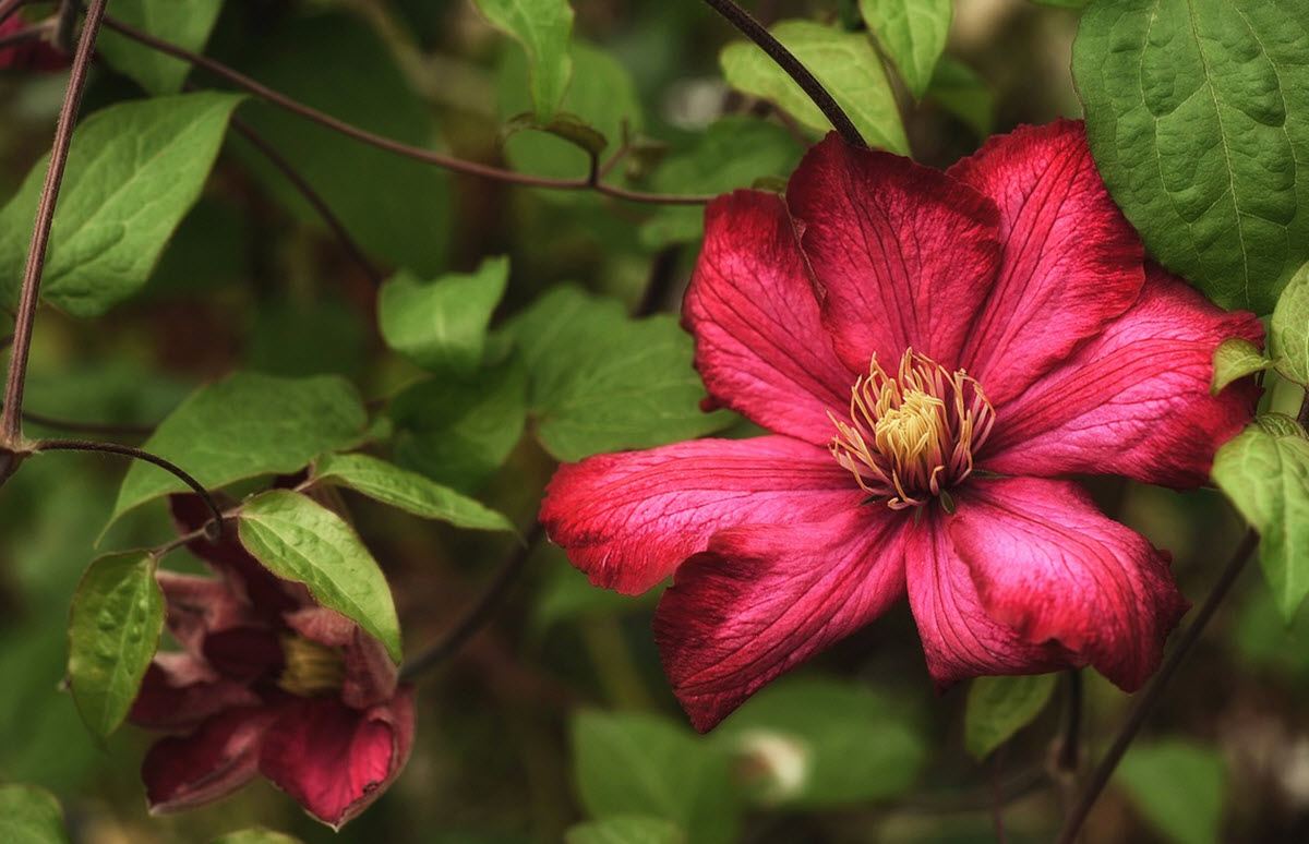 röd clematis