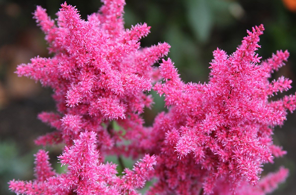 rosa astilbe