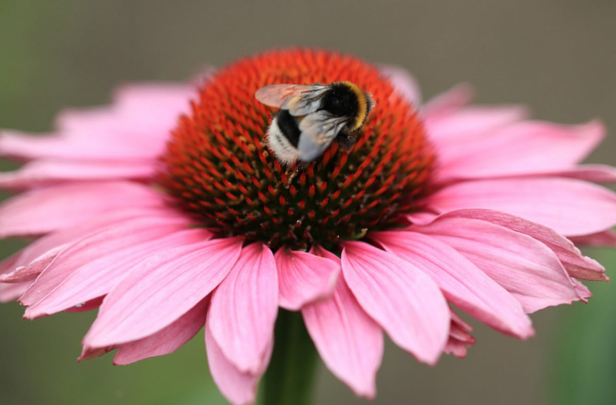 rosa rudbeckia