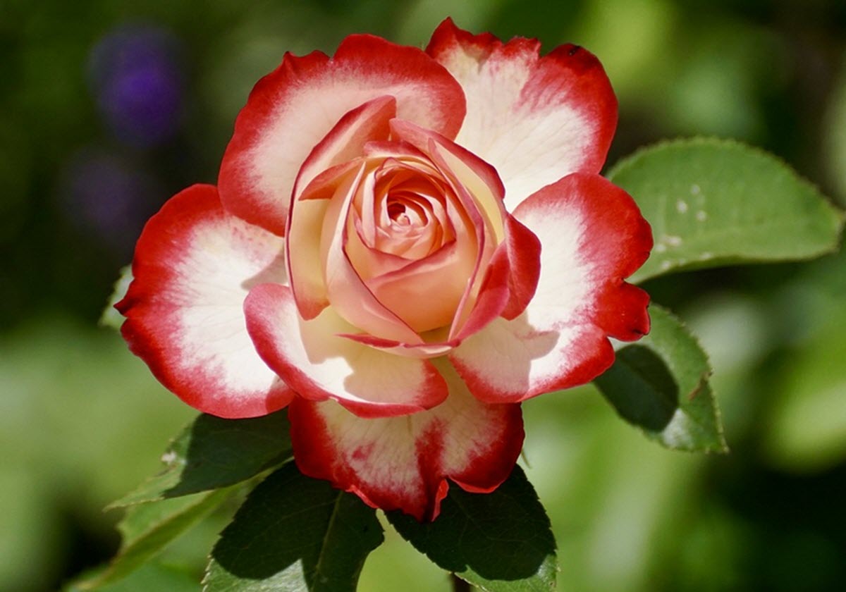 Rosor | Trädgårdsväxter.com