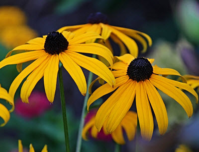 rudbeckia - perenn trädgårdsväxt