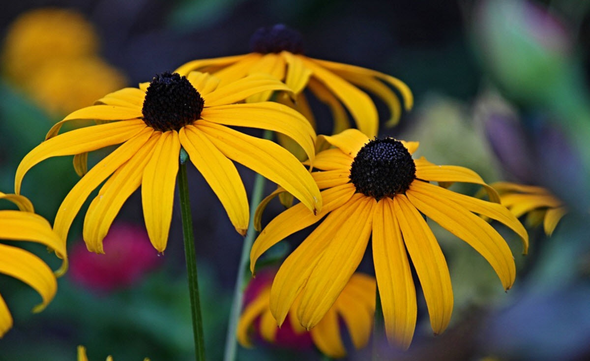 rudbeckia