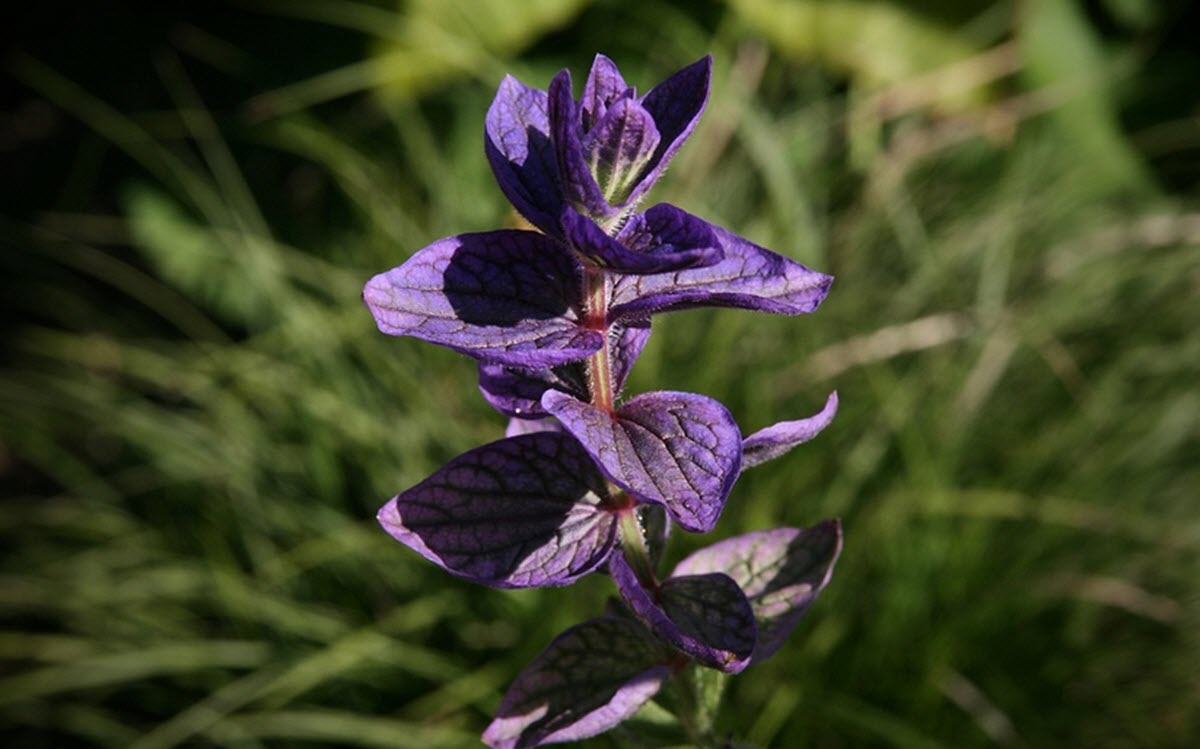 salvia