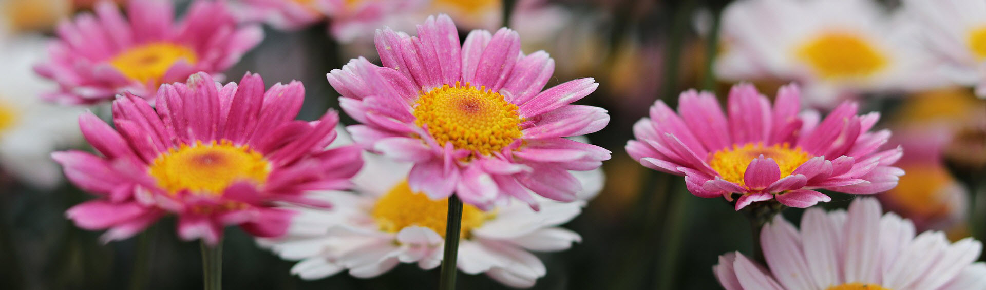 sommarblommor (ettåriga trädgårdsväxter)