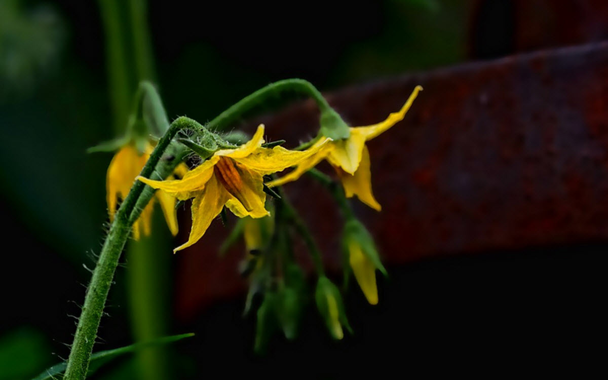 tomat blommor