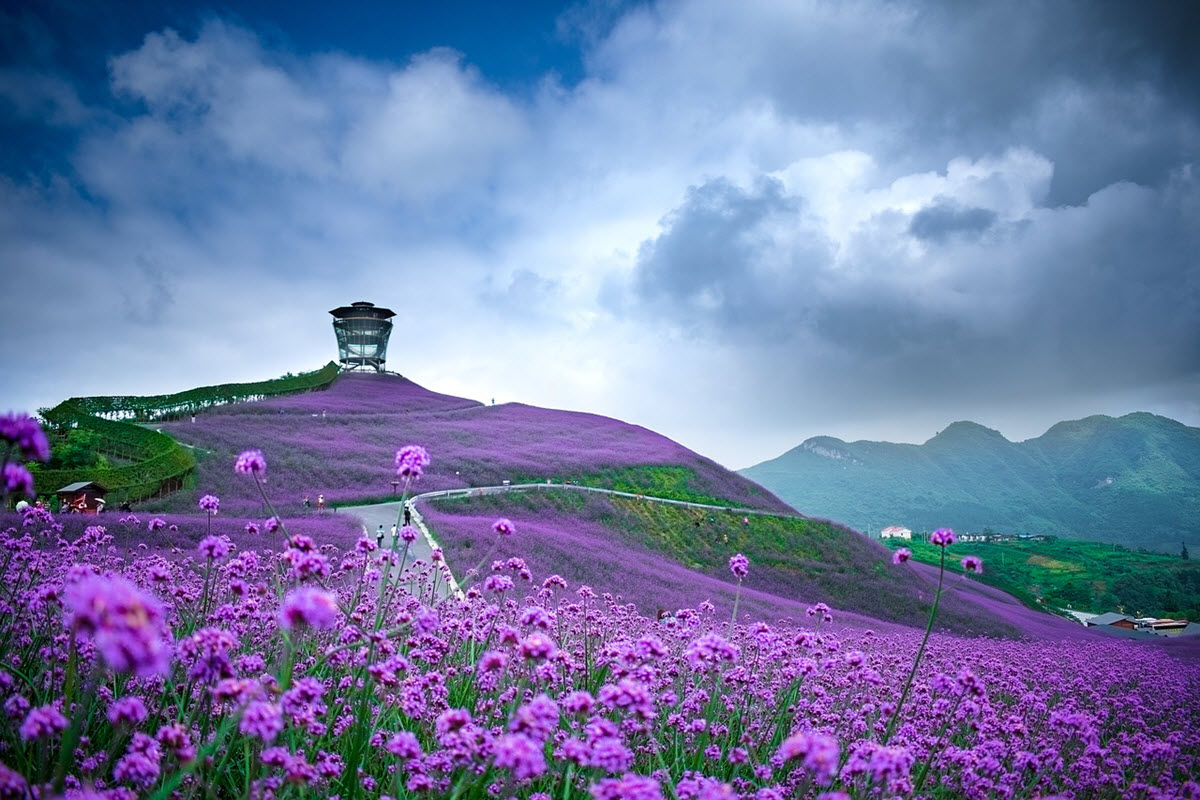 verbena fält i kina