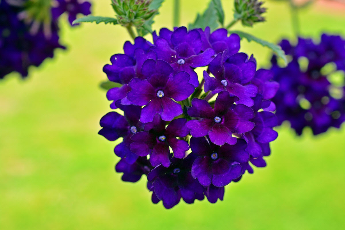 verbena