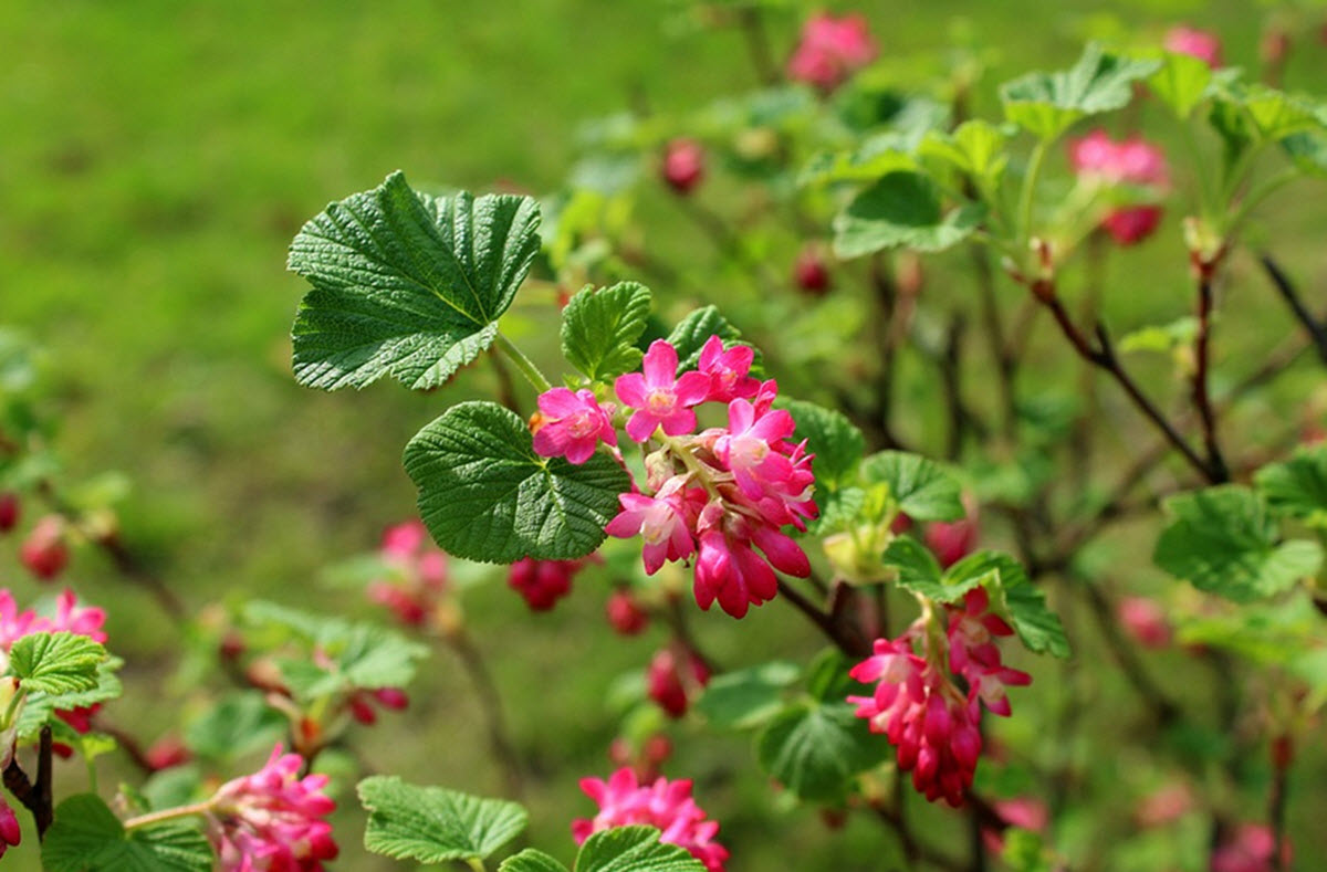 vinbär blommor