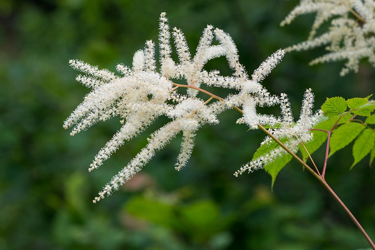 vit astilbe